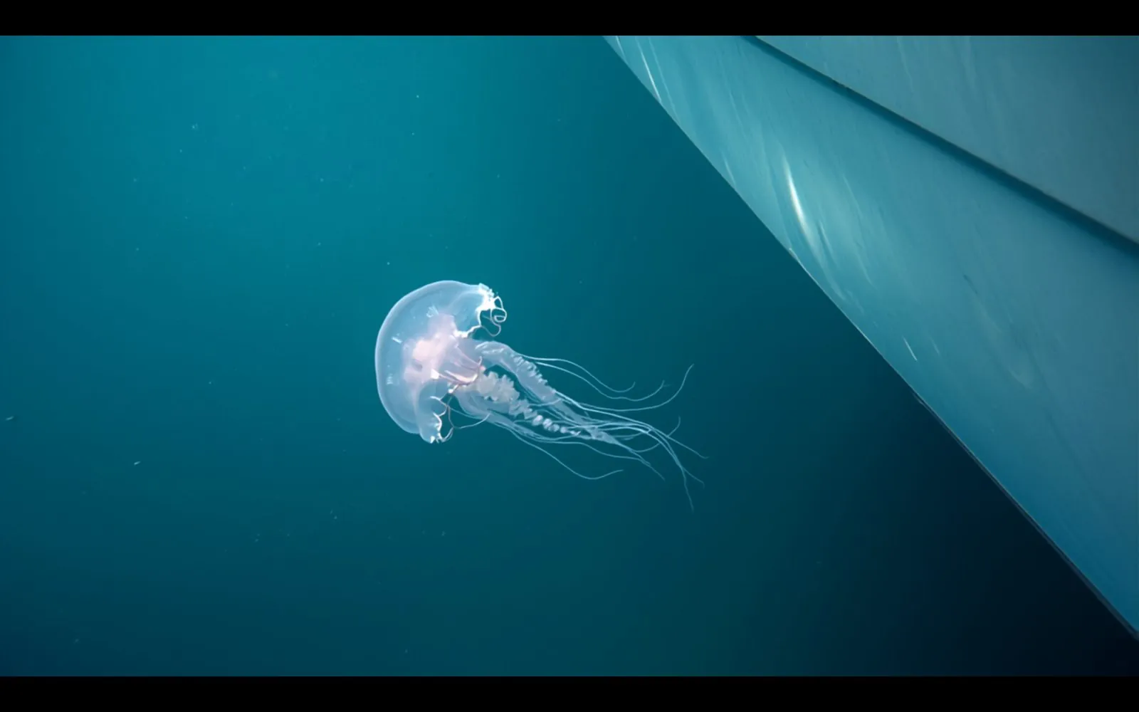 A mauve stinger jellyfish drifting beside a yacht hull in clear water