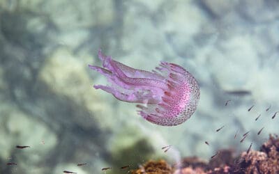 Mastering Malta’s Jellyfish: Your Essential Guide