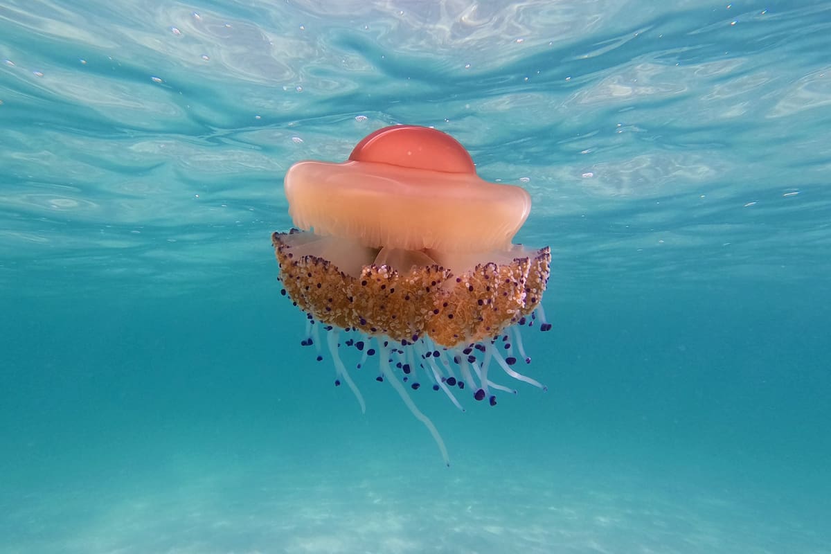 Mastering  Jellyfish in Malta: Your Essential Guide